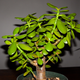 The one plant in my house that I have not killed.